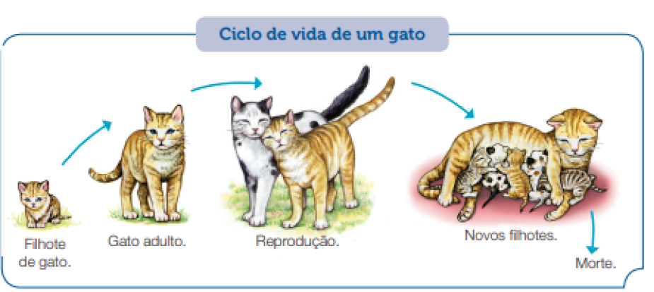 Imagem: Ilustração. Esquema. Ciclo de vida de um gato.  Filhote de gato. Um gato pequeno sentado de cor bege-claro, listras mais escuras em marrom com partes em branco na parte inferior, olhos pretos e orelhas pequenas.  Gato adulto. Um gato de tamanho médio, com pelos de cor bege-claro, listras mais escuras em marrom com partes em branco. Reprodução. Em pé, um gato de pelos de cor branca, com manchas em preto no corpo, orelhas e cauda, de olhos fechados ao lado de um gato de pelos de cor bege com manchas em marrom. Ambos estão de olhos fechados, com a cabeça um perto da outra.  Novos filhotes. Um gato deitado de cor bege-claro com manchas em marrom, deitado e de frente dele, dezenas de gatos pequenos em bege e outros em branco e preto.  Morte.   Fim da imagem.