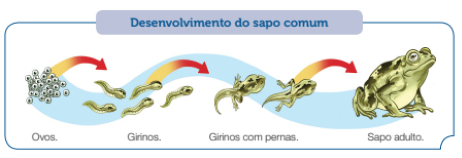 Imagem: Ilustração. Esquema. Desenvolvimento do sapo comum. Da esquerda para à direita :  Ovos : Aglomerado de dezenas de ovos brancos com ponto preto dentro. Girinos : Cinco animais com o corpo com cabeça na ponta superior e na parte inferior com corpo longo de cor verde-claro, com partes em preto dos olhos. Girinos com pernas : Dois animais com o corpo de tamanho médio, com cauda longa e patas traseiras, com portas do corpo em preto.  Sapo adulto : Um sapo adulto de cor verde-claro, com manchas pretas no dorso, quatro patas pegajosas, barriga grande branca e olhos pretos.   Fim da imagem.