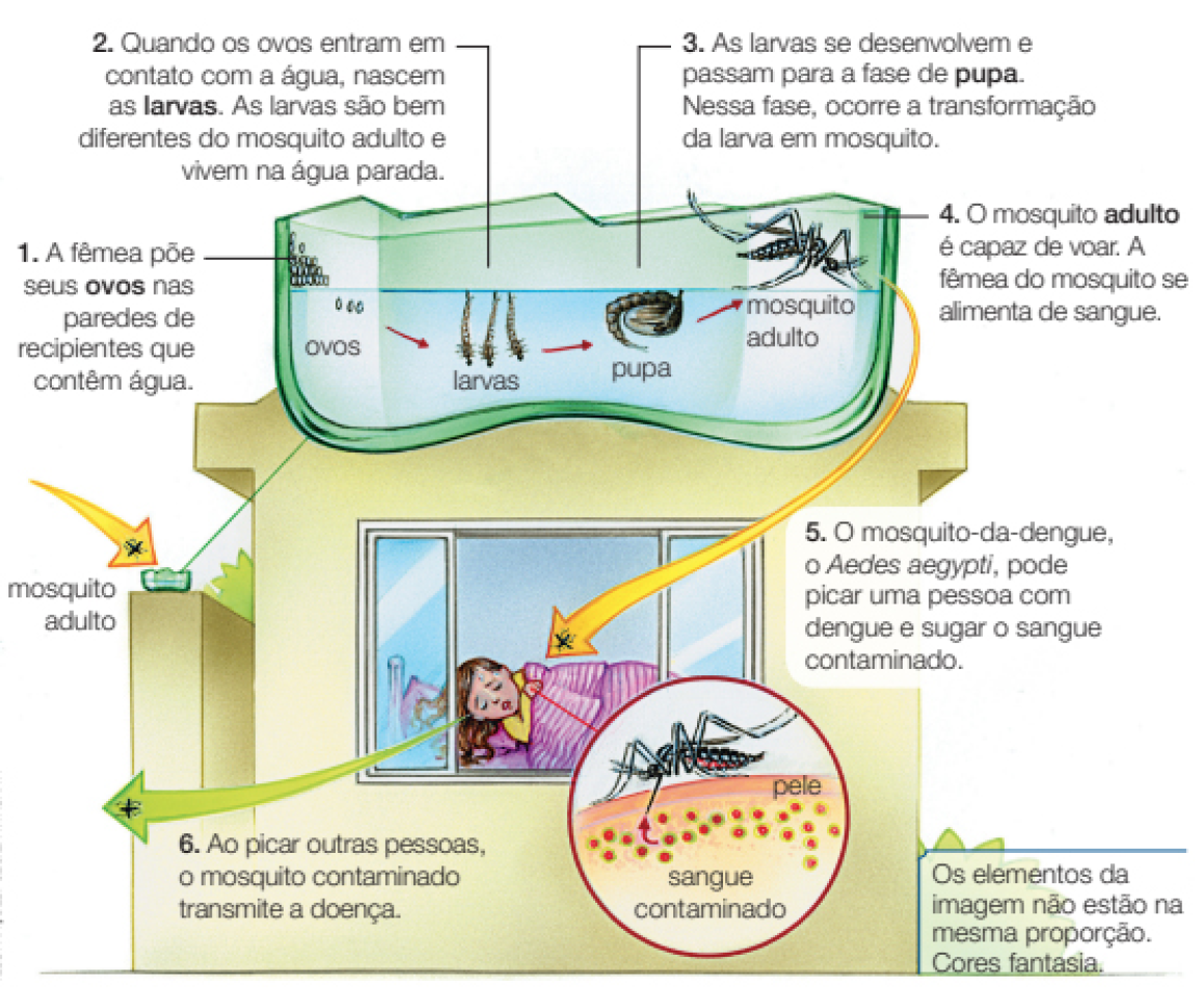 Imagem: Ilustração. Esquema de ciclo de vida do mosquito-da-dengue.  Dentro de um recipiente de cor verde com água de cor azul-claro, sobre um muro de uma casa, com ovos pequenos brancos à esquerda, após eles se tornam larvas na vertical com o corpo comprido, uma pupa, forma arredondada com cauda fina e termina por um mosquito adulto, grande com corpo em preto e partes em branco.  Texto :  1. A fêmea põe seus ovos nas paredes de recipientes que contêm água. 2. Quando os ovos entram em contato com a água, nascem as larvas. As larvas são bem diferentes do mosquito adulto e vivem na água parada. 3. As larvas se desenvolvem e passam para a fase de pupa. Nessa fase, ocorre a transformação da larva em mosquito. 4. O mosquito adulto é capaz de voar. A fêmea do mosquito se alimenta de sangue. O mosquito vai em direção a uma menina que dorme em quarto, sobre uma cama, com a janela aberta. Ela tem a pele clara, cabelos castanhos, com pijama de cor amarela, com cobertor rosa. Foco em mosquito picando a pele da menina, injetando haste na pele e dentro dela, bolinhas pequenas em vermelho com o contorno amarelo : sangue contaminado. Texto: 5. O mosquito-da-dengue, o Aedes aegypti, pode picar uma pessoa com dengue e sugar o sangue contaminado. 6. Ao picar outras pessoas, o mosquito contaminado transmite a doença.  Fim da imagem.