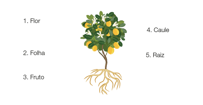 Imagem: Ilustração. Representação de um limoeiro. De baixo para cima, uma planta com partes finas e ramificadas na parte inferior de cor bege, mais acima, partes finas na vertical em marrom e na ponta superior, folhas verdes com fruto redondo de cor amarela e flores brancas. 1. Flor. 2. Folha. 3. Fruto. 4. Caule. 5. Raiz.  Fim da imagem.