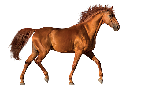 Imagem: Fotografia. Um cavalo de cor marrom, com o corpo virado para à direita, de tamanho médio.  Fim da imagem.