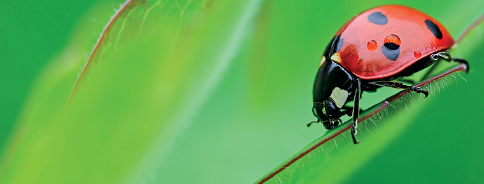 Imagem: Fotografia. Um inseto pequeno de corpo arredondado de cor vermelha com pequenas bolinhas e cabeça em preto, com patas finas sobre folhas de cor verde. Texto : Comprimento : cerca de 0,5 centímetros.  Fim da imagem.