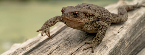 Imagem: Fotografia. Um animal sobre um tronco de árvore bege. Ele tem o tamanho médio, corpo de cor marrom, com patas pegajosas e parte superior com protuberâncias, com a pata dianteira à esquerda para frente. Texto : Comprimento : cerca de 10 centímetros.  Fim da imagem.