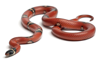 Imagem: Fotografia. Uma serpente vermelha com listras em preto.  Fim da imagem.