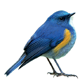 Imagem: Fotografia. Um pássaro de penas azuis na cabeça e abaixo, em amarelo e verte.  Fim da imagem.