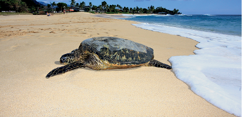 Imagem: Fotografia. Local com areia de cor bege e à direita, água do mar. À esquerda, uma tartaruga grande com casco duro com o formato arredondado, cabeça pequena, com quatro patas indo para à esquerda. Em segundo plano, árvores com folhas verdes e na parte superior, céu azul-claro. Fim da imagem.