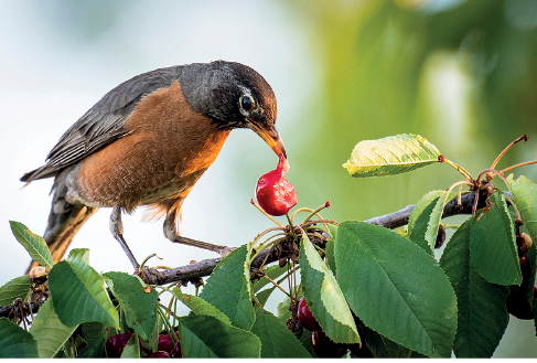 Imagem: Fotografia. Um pássaro pequeno, com as penas do dorso e cabeça em preto, com bico pequeno em laranja com as penas na parte inferior do corpo, em marrom-claro, segurando no bico, fruto de cor vermelha. O pássaro está sobre galhos finos com folhas de cor verde.  Fim da imagem.