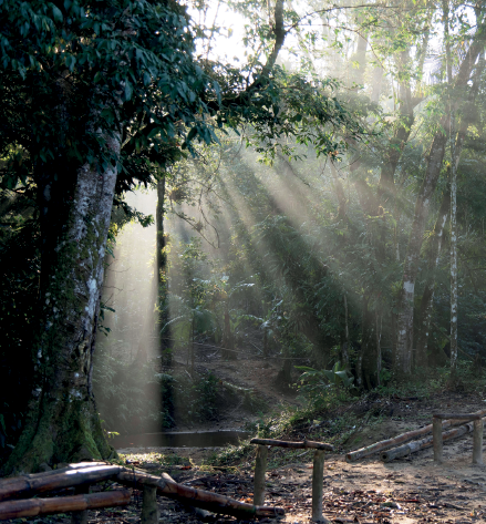 Imagem: Fotografia. Vista geral de local com muitas árvores com folhas verdes, partes com apoios em madeira. Na parte superior, luz que entra da parte superior, indo para o interior do lugar.  Fim da imagem.