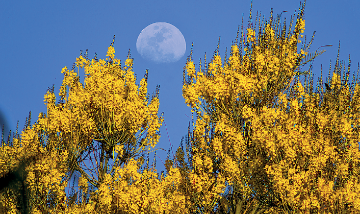 Imagem: Fotografia. À frente, plantas com pétalas pequenas e numerosas em amarelo, na vertical. Acima, céu de cor azul com lua arredondada de cor branca, clara, similar a relevo.  Fim da imagem.