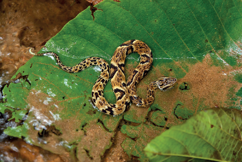 Imagem: Fotografia. Uma serpente de tamanho grande de cor marrom com manchas em marrom-escuro, com a ponta inferior mais fina, sobre uma folha verde em local com água e parte em marrom à esquerda.  Texto : Comprimento : 1 metro.  Fim da imagem.