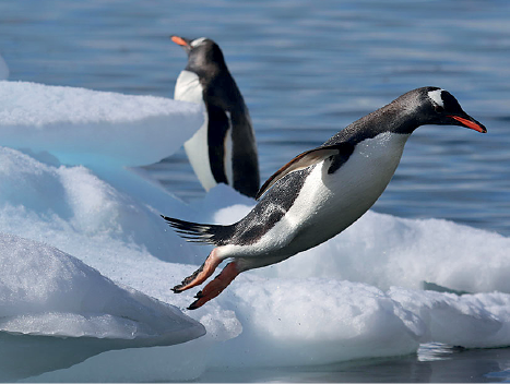 Imagem: Fotografia. Dois pinguins, à frente, um para à direita pulando de local com gelo branco para o mar. O pinguim tem na cabeça, dorso e cauda pequena de cor preta, com parte interna do corpo e parte da cabeça, em branco, com bico pequeno de cor laranja e patas em bege-claro. Mais ao fundo, um pinguim para à esquerda.  Texto : Comprimento: 90 centímetros.   Fim da imagem.