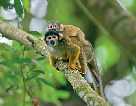 Imagem: Fotografia. Dois macacos sobre um galho fino de árvore de cor bege com partes em verde. Um macaco de pelos de cor bege, com partes em amarelo nas patas, penas em preta na cabeça e cinza, com orelhas e parte dos olhos em bege-claro. Abaixo, macaco adulto, com cauda fina e acima nas costas, filhote, macaco pequeno com cabeça com pelos cinzas e corpo em amarelo-claro.  Texto : Comprimento: 30 centímetros.   Fim da imagem.