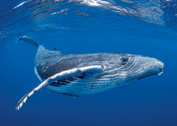 Imagem: Fotografia. Dentro do oceano de cor azul, uma baleia grande de cor cinza com detalhes em branco nas nadadeiras e parte inferior, com a cabeça para à direita, com olhos pretos, com cauda à esquerda.  Texto : Comprimento: 13 metros.  Fim da imagem.