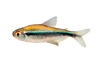 Imagem: Fotografia. Um peixe na horizontal para à esquerda, com dorso em amarelo, azul e preto e resto do corpo em cinza. Ele tem duas barbatanas, uma no dorso e outra na parte inferior e cauda à direita. Fim da imagem.