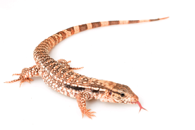 Imagem: Fotografia. Um lagarto grande de cor bege-claro, com partes em marrom, com quatro patas pequenas. Na boca, uma língua fina para fora, com ponta com duas bifurcações.  Fim da imagem.