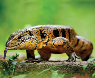 Imagem: Fotografia. Um animal com o formato de grande lagarto de cor amarela com manchas em preto. Na boca, língua fina de cor marrom para frente, com olhos pequenos pretos, caminhando para frente em local com vegetação verde pequena.  Texto : Comprimento: 60 cm.   Fim da imagem.