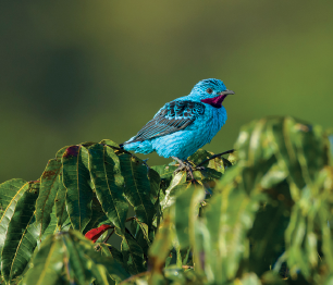 Imagem: Fotografia. Sobre vegetação de cor verde, um pássaro pequeno de penas de cor azul-claro, asas de cor preta, para à direita, com bico pequeno e patas em cinza.  Texto : Comprimento: 20 cm.  Fim da imagem.