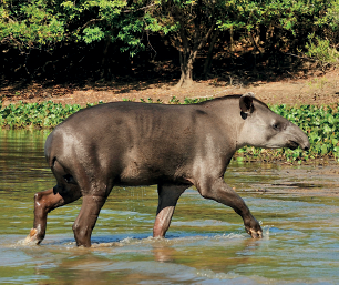 Imagem: Fotografia. Uma anta, animal de tamanho médio de cor marrom, focinho fino, orelhas pequenas, caminhando em parte rasa de rio de cor marrom. Ao fundo, borda com vegetação verde e solo marrom.  Texto : comprimento: 2 metros.  Fim da imagem.