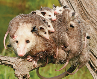 Imagem: Fotografia. Sobre um galho fino de cor bege, um marsúpio adulto de pelos de cor marrom, com cabeça de pelos brancos, com focinho fino, de cor branca. Sobre ele, uma dezena de filhotes com a mesma pelagem. Ao fundo, vegetação de cor verde.  Fim da imagem.