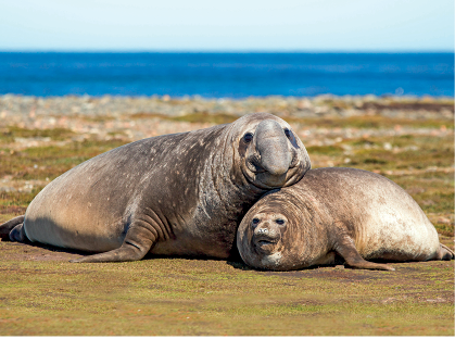 Imagem: Fotografia. Sobre solo de cor marrom com pouca vegetação verde, dois elefantes-marinhos. À esquerda, elefante de tamanho grande na horizontal de cor cinza, com o corpo de tamanho médio, com o focinho similar a pequena trompa, sobre um outro menor, à direita. O elefante-marinho à direita, de tamanho menor, corpo cinza e parte em branco atrás. Em segundo plano, oceano com água azul.  Texto: Comprimento: 4 metros (macho) e 2 metros (fêmea).   Fim da imagem.