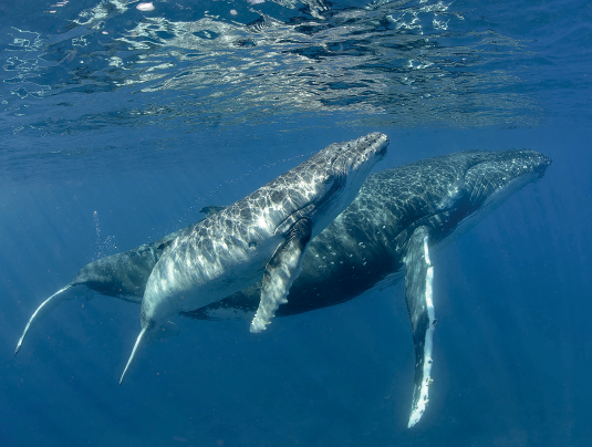 Imagem: Fotografia. Dentro do oceano com água de cor azul, com duas baleias jubartes, próximas umas das outras. Elas têm pele de cor cinza e partes em branco na parte inferior e nadadeiras.  Fim da imagem.