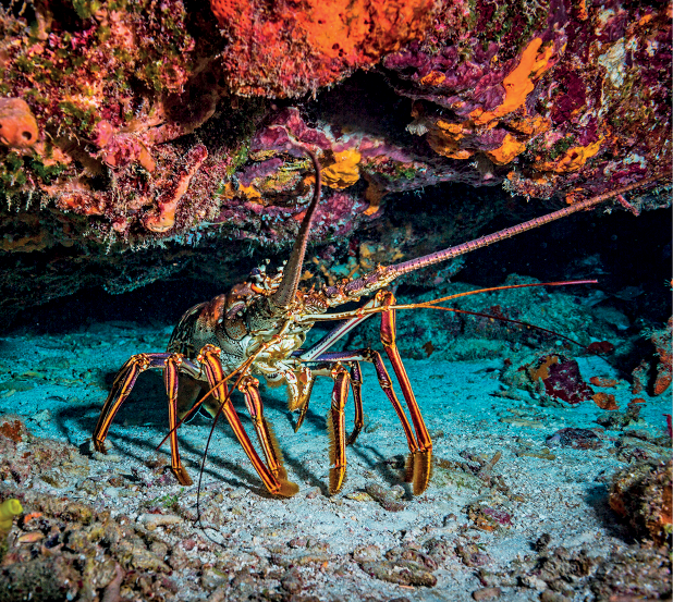 Imagem: Fotografia. Ao fundo do oceano, solo arenoso e com pedras, uma lagosta, animal de tamanho médio com o corpo de casco duro, patas finas na parte inferior e duas hastes finas na horizontal. Na parte superior, rochas de cor rosas e manchas em laranjas.  Fim da imagem.