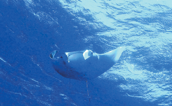 Imagem: Fotografia. Vista de baixo para frente no oceano azul, uma raia-manta, corpo largo branco similar a um triângulo invertido, com as pontas laterais, nadadeiras finas. Na parte inferior, ferrão fino.  Fim da imagem.