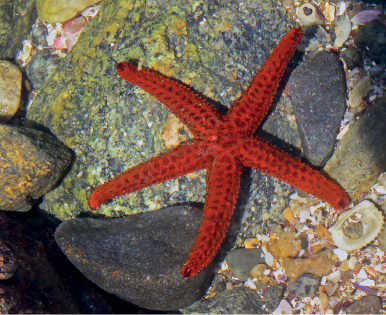 Imagem: Fotografia. Uma estrela marinha de cor laranja, com cinco pontas com o formato cilíndrico sobre pedras cinzas grandes, médios e pequenas.  Fim da imagem.