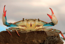 Imagem: Fotografia. Siri, animal com o corpo arredondado achatado de cor bege, com duas patas em bege, azul-claro e na ponta superior em laranja com o formato de pinça, com patas finas na parte inferior, sobre solo marrom. Na parte superior, olhos pequenos pretos.  Fim da imagem.