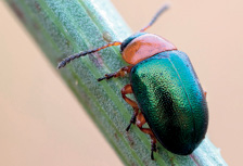 Imagem: Fotografia. Sobre um caule verde na vertical para à esquerda, um besouro de corpo arredondado com a cabeça em laranja e parte inferior em verde brilhante, com par de antenas finas e patas debaixo do corpo em laranja e preto.  Fim da imagem.