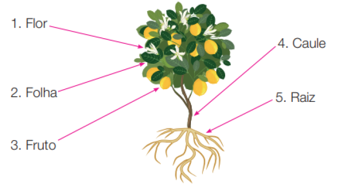 Imagem: Ilustração. Representação de um limoeiro. De baixo para cima, uma planta com partes finas e ramificadas na parte inferior de cor bege, mais acima, partes finas na vertical em marrom e na ponta superior, folhas verdes com fruto redondo de cor amarela e flores brancas. 1. Flor. 2. Folha. 3. Fruto. 4. Caule. 5. Raiz.  Resposta: 1. Flor: Flores brancas. 2. Folha: Folhas verdes. 3. Fruto: Fruto amarelo. 4. Caule: parte vertical em marrom. 5. Raiz: ramificações.  Fim da imagem.