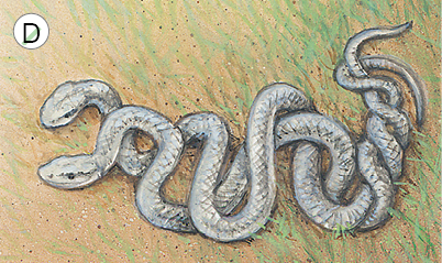 Imagem: Ilustração D. Duas serpentes grandes de cor cinza com os corpos contorcidos entre si com a cabeça para à esquerda e causa para à direita.  Fim da imagem.