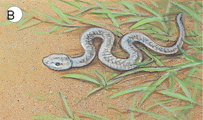 Imagem: Ilustração B. Serpente cinza com o corpo todo longo com o corpo contorcido.  Fim da imagem.
