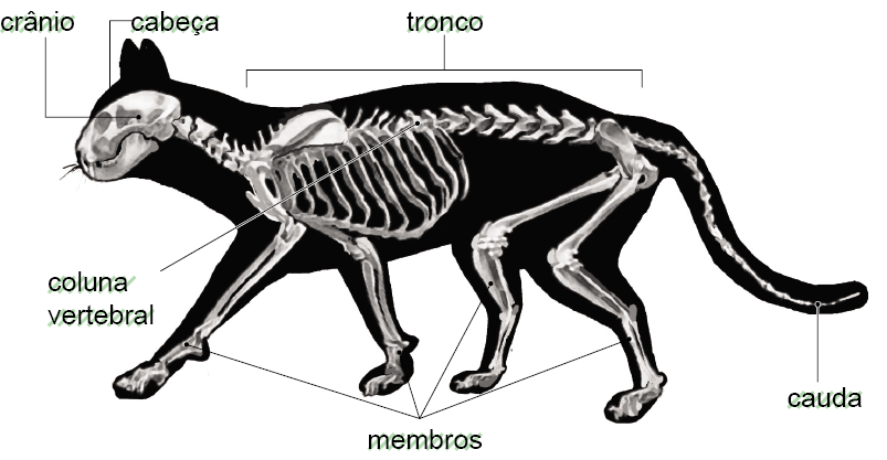 Imagem: Ilustração. Silhueta preta de um gato para à esquerda de cor preta com o esqueleto dentro em branco. À esquerda, na cabeça : crânio na parte superior, no dorso do corpo : tronco, na horizontal onde há a coluna vertebral e na ponta da direita, cauda. Na parte inferior, quatro patas na horizontal : membros.  Fim da imagem.