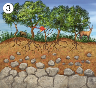 Imagem: Ilustração 3. Na parte inferior, parte rochosa diminuída de cor cinza com pequenos pedaços de pedras. Na parte superior, solo de cor marrom, com vegetação verde e árvores grandes, um pássaro vermelho sobrevoando e um animal quadrúpede de cor marrom, com um par de chifres. No céu, azul-claro.  Fim da imagem.