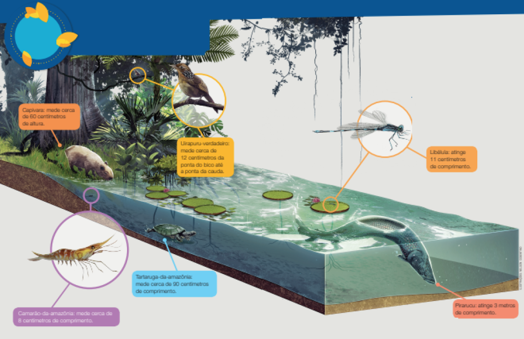 Imagem: Ilustração. Esquema. À esquerda, local com grama de cor verde, com vista parcial de tronco de árvore, com tronco fino por onde vê-se um pássaro de penas de cor marrom, com bico fino em bege. Texto : Uirapuru-verdadeiro: mede cerca de 12 centímetros da ponta do bico até a ponta da cauda. Na parte inferior, capivara de penas de cor bege, de tamanho médio, tomando água na beira de um rio. Texto : Capivara: mede cerca de 60 centímetros de altura. À frente, à direita, rio visto em corte, com água de cor azul-claro, com uma tartaruga nadando no fundo de cor verde : Tartaruga-da-Amazônia: mede cerca de 90 centímetros de comprimento. Mais ao fundo, à esquerda, um pequeno camarão de cor bege e manchas em marrom : Camarão-da-Amazônia: mede cerca de 8 centímetros de comprimento. Na parte superior, plantas redondas de cor verde com a borda para cima. Sobre uma delas, um inseto pequeno com o corpo de cor preta, dois pares de asas brancas e partes do corpo em azul, com muitas patas finas, duas maiores e outras menores : Libélula: atinge 11 centímetros de comprimento. Na ponta da direita, um peixe grande de cor cinza, com o corpo com o formato longo : Pirarucu: atinge 3 metros de comprimento. Na parte superior, folhas de árvores.  Fim da imagem.