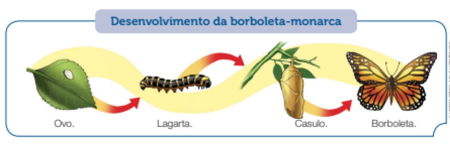 Imagem: Ilustração. Esquema. Desenvolvimento da borboleta-monarca. Da esquerda para à direita :  Ovo : Sobre uma folha de cor verde com um ovo pequeno de cor branca.  Lagarta : Uma lagarta na horizontal de com listras em preto e amarelo.  Casulo : Um caule com folhas pequenas verdes, com um casulo de cor bege arredondado na vertical.  Borboleta : Uma borboleta grande de cor laranja com detalhes em preto e par de antenas em preto na vertical.   Fim da imagem.