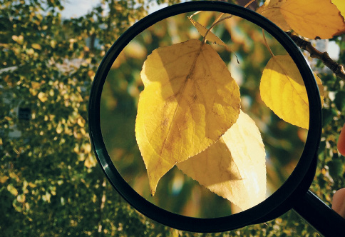 Imagem: Fotografia. À frente, uma lente redonda com o contorno redondo preto, por onde vê-se uma folha de cor amarela. Mais ao fundo, árvore com folhas verdes e outras mais amareladas e parte do céu em azul-claro.  Fim da imagem.