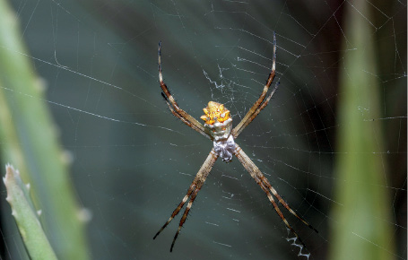 Imagem: Fotografia. Uma aranha de cor marrom, com patas finas, dianteiras na parte superior e traseiras na parte inferior, maiores. Ela está sobre uma teia branca, com linhas finas. Texto : Comprimento: cerca de 6 cm. Fim da imagem.
