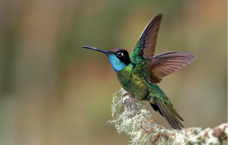 Imagem: Fotografia. Um pássaro com o corpo para à esquerda, pequeno sobre galho marrom. Ele tem penas pretas na cabeça, azul-claro no pescoço, e parte inferior, asas e cauda em verde-claro. Texto: Comprimento: cerca de 10 cm. Fim da imagem.