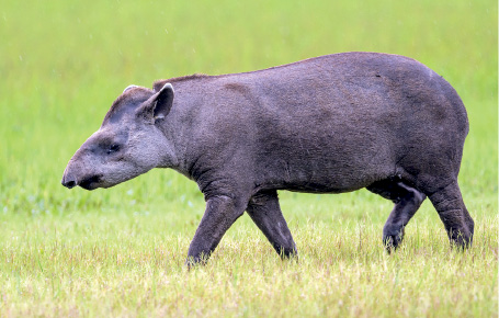 Imagem: Fotografia. Uma anta com o corpo para à esquerda, de cor cinza, com focinho fino, orelhas pequenas, quadrúpede. Ela está sobre grama de cor verde. Texto : Comprimento: cerca de 2 m. Fim da imagem.