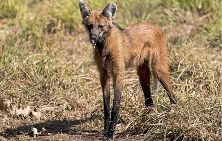 Imagem: Fotografia. Um lobo-guará, animal de médio porte, quadrúpede, com pelos de cor marrom, patas de cor preta e orelhas de tamanho médio, com focinho fino em verde. Ele está em local com vegetação rasteira seca. Texto : Comprimento: cerca de 1,20 m. Fim da imagem.