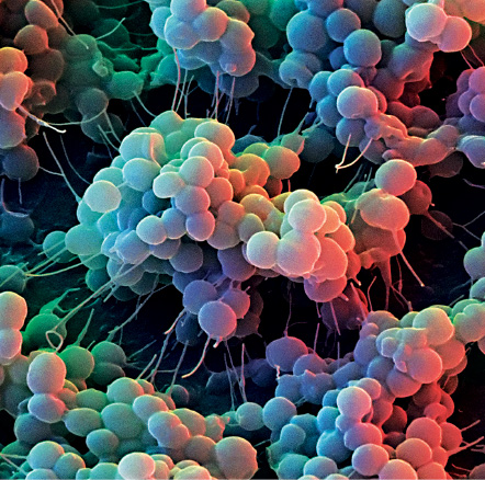Imagem: Fotografia microscópica. Bactérias com formato arredondado aglomeradas de cor verde, amarelo, lilás e partes em roxo, com linhas finas na parte inferior. Fundo de cor preta.  Fim da imagem.