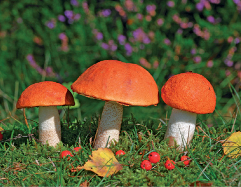 Imagem: Fotografia. Grama de cor verde-escura com folhas secas em amarelo com frutos pequenos vermelhos. Ao centro, três cogumelos com haste tubular branca e na parte superior, parte arredondada com base inferior reta de cor laranja. Ao fundo, flores de pétalas de cor lilás. Texto : Diâmetro do chapéu: 10 cm. Fim da imagem.