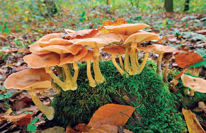 Imagem: Fotografia. À frente, sobre grama verde, cogumelos de cor laranja, com parte arredondada acima e hastes finas na vertical em baixo em amarelo. Em segundo plano, vegetação rasteira de cor verde e outras em marrom. Texto : Altura: 20 cm. Fim da imagem.