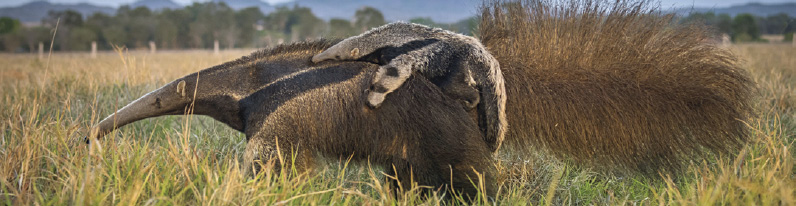 Imagem: Fotografia. Local com vegetação rasteira na vertical, com um tamanduá-bandeira com a cabeça à esquerda, de pelos em marrom e parte em marrom-escuro, focinho fino similar a um formato tubular, com cauda à direita, com pelos espalhados. Sobre ele, um tamanduá-filhote no dorso, com pelos de cor cinza. Em segundo plano, árvores com folhas verdes e na parte superior, céu em azul-claro. Texto : Comprimento do adulto: 2 m. Fim da imagem.