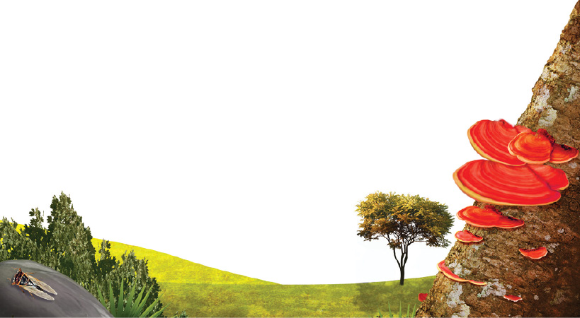 Imagem: Ilustração. À esquerda, pedra de cor cinza com uma mosca em cima de asas de cor branca. Atrás da pedra, vegetação verde e local com grama em verde-claro. À direita, um tronco visto parcialmente em marrom, com estruturas arredondadas em vermelho de tamanho pequeno, médio e grande. Mais ao fundo, árvore de troncos finos com vegetação verde.  Fim da imagem.