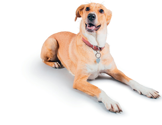 Imagem: Fotografia. Um cão sentado de pelos de cor marrom-claro, com parte inferior em branco no pescoço, corpo e nas pontas das patas e coleira vermelha no pescoço.  Fim da imagem.