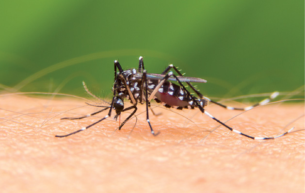 Imagem: Fotografia. Um mosquito longo de cor preta com partes pequenas brancas, com patas finas, traseiras mais longas, cabeça pequena. Ele está sobre pele clara de uma pessoa com fios finos. Texto : Comprimento: cerca de 0,5 cm. Fim da imagem.