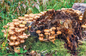 Imagem: Fotografia. Dezenas de cogumelos com haste fina na vertical e parte superior arredondada em amarelo. Ao fundo, local com vegetação de cor verde na vertical. Texto : Altura: 10 cm. Fim da imagem.